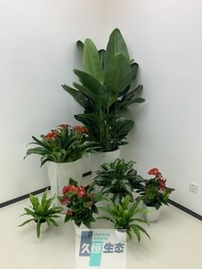西湖办公室花卉绿植租摆简约组合